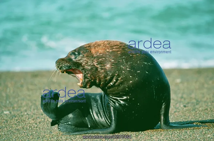 : South American / Southern / Patagonian Sealion : South American / Southern / Patagonian Sealion