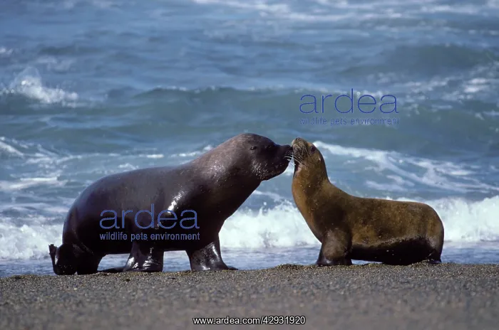 : South American / Southern / Patagonian Sealion : South American / Southern / Patagonian Sealion