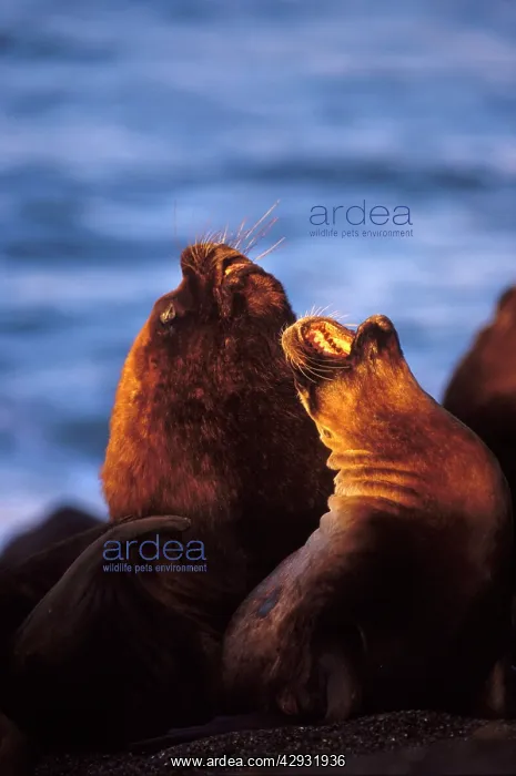: South American / Southern / Patagonian Sealion : South American / Southern / Patagonian Sealion