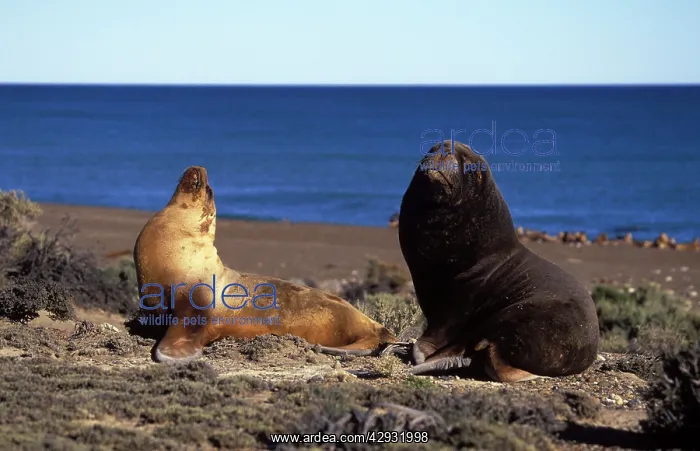 : South American / Southern / Patagonian Sealion : South American / Southern / Patagonian Sealion