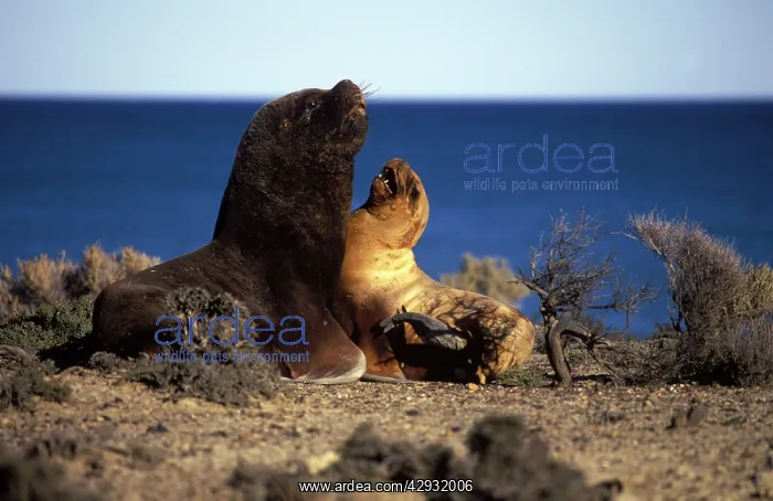 : South American / Southern / Patagonian Sealion : South American / Southern / Patagonian Sealion