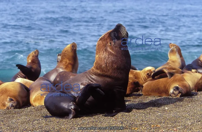 : South American / Southern / Patagonian Sealion : South American / Southern / Patagonian Sealion