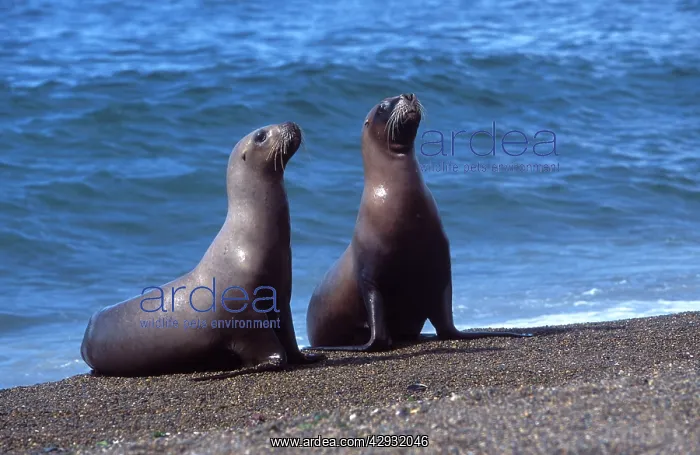 : South American / Southern / Patagonian Sealion : South American / Southern / Patagonian Sealion