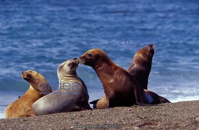 : South American / Southern / Patagonian Sealion : South American / Southern / Patagonian Sealion