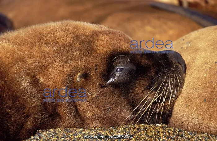 : South American / Southern / Patagonian Sealion : South American / Southern / Patagonian Sealion