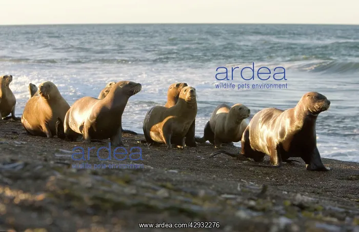 : South American / Southern / Patagonian Sealion : South American / Southern / Patagonian Sealion