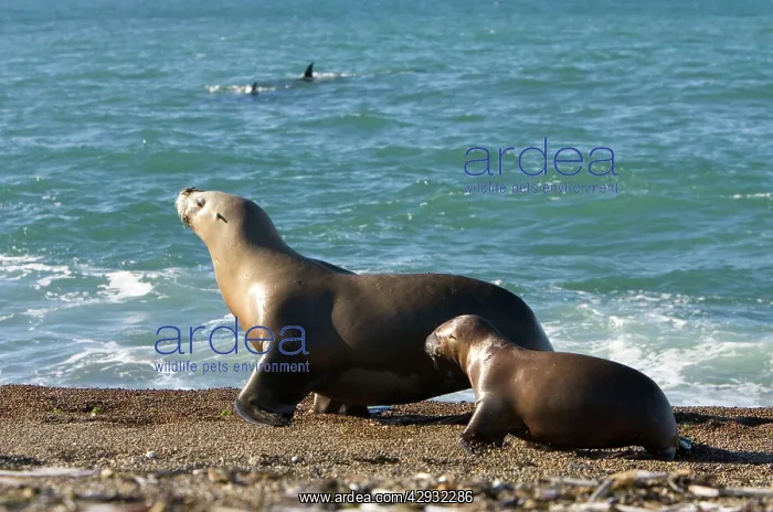 : South American / Southern / Patagonian Sealion : South American / Southern / Patagonian Sealion
