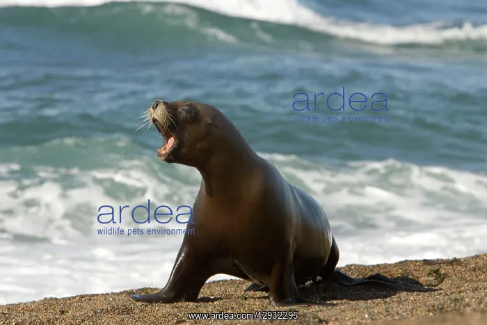 : South American / Southern / Patagonian Sealion : South American / Southern / Patagonian Sealion