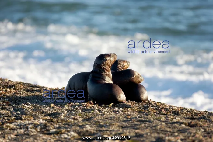 : South American / Southern / Patagonian Sealion : South American / Southern / Patagonian Sealion