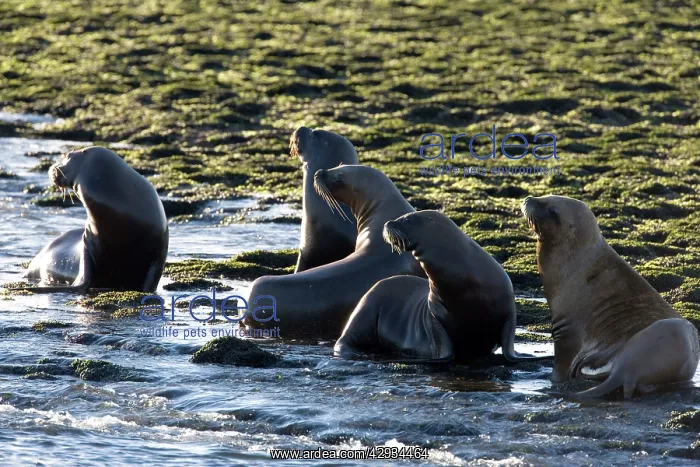 : South American / Southern / Patagonian Sealion : South American / Southern / Patagonian Sealion