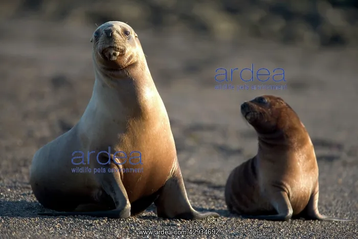 : South American / Southern / Patagonian Sealion : South American / Southern / Patagonian Sealion