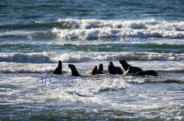 : South American / Southern / Patagonian Sealion : South American / Southern / Patagonian Sealion