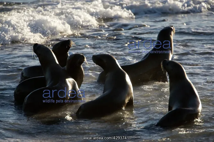 : South American / Southern / Patagonian Sealion : South American / Southern / Patagonian Sealion