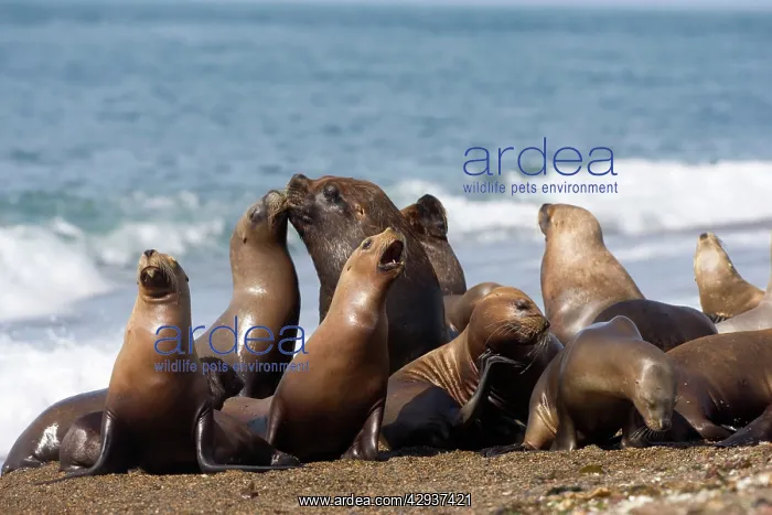 : South American / Southern / Patagonian Sealion : South American / Southern / Patagonian Sealion