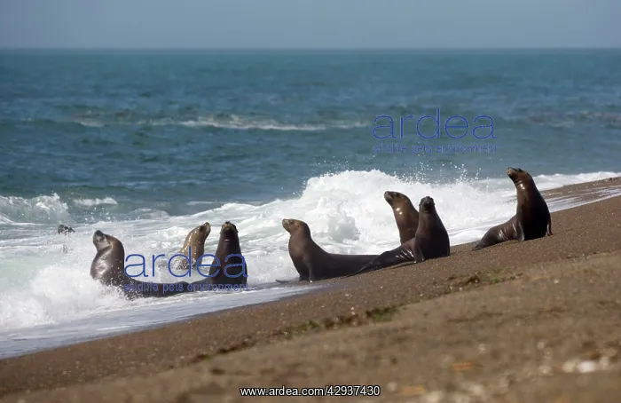 : South American / Southern / Patagonian Sealion : South American / Southern / Patagonian Sealion