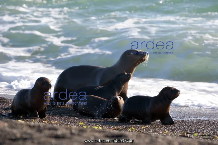 : South American / Southern / Patagonian Sealion : South American / Southern / Patagonian Sealion
