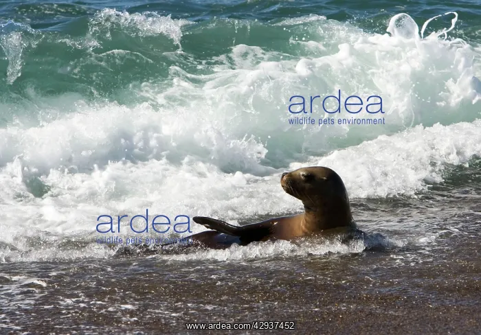 : South American / Southern / Patagonian Sealion : South American / Southern / Patagonian Sealion