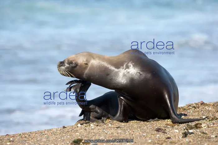 : South American / Southern / Patagonian Sealion, female : South American / Southern / Patagonian Sealion, female