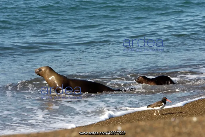 : South American / Southern / Patagonian Sealion : South American / Southern / Patagonian Sealion