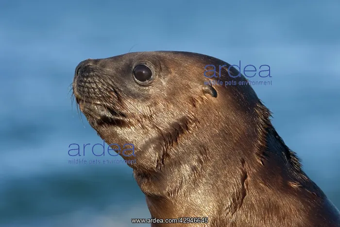 : South American / Southern / Patagonian Sealion, pup : South American / Southern / Patagonian Sealion, pup