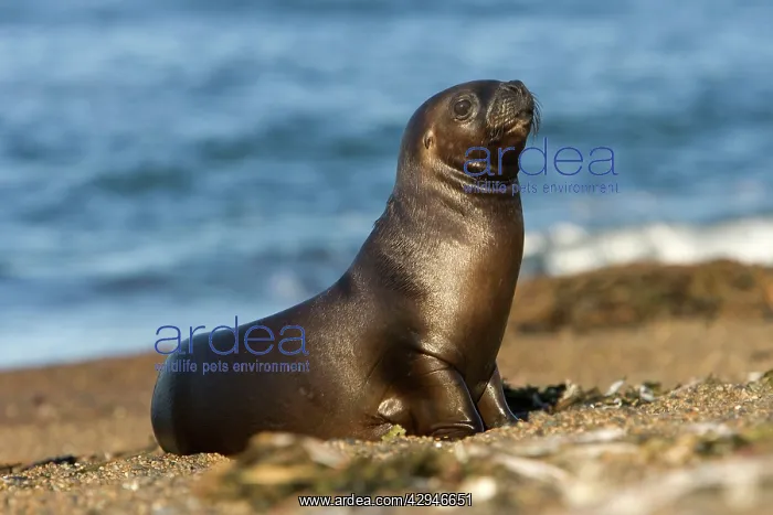 : South American / Southern / Patagonian Sealion, pup : South American / Southern / Patagonian Sealion, pup