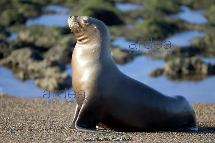 : South American / Southern / Patagonian Sealion, adult female : South American / Southern / Patagonian Sealion, adult female