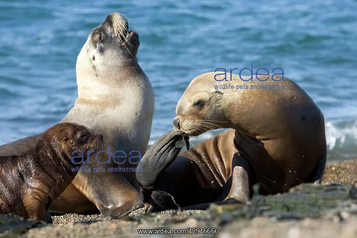 : South American / Southern / Patagonian Sealion : South American / Southern / Patagonian Sealion