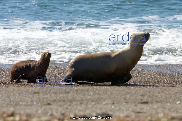 : South American / Southern / Patagonian Sealion : South American / Southern / Patagonian Sealion