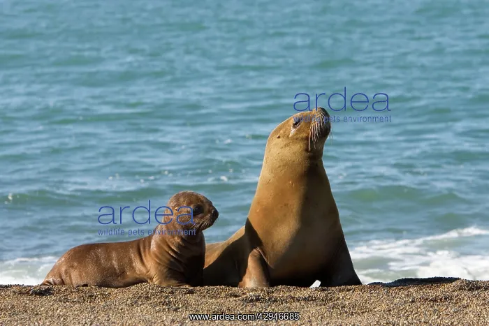 : South American / Southern / Patagonian Sealion : South American / Southern / Patagonian Sealion
