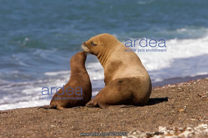 : South American / Southern / Patagonian Sealion : South American / Southern / Patagonian Sealion
