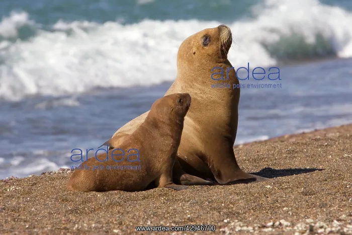 : South American / Southern / Patagonian Sealion : South American / Southern / Patagonian Sealion