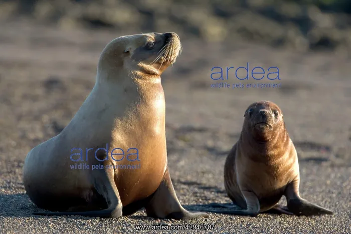 : South American / Southern / Patagonian Sealion : South American / Southern / Patagonian Sealion
