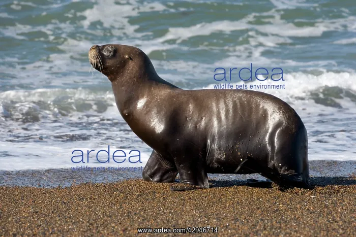  : South American  /  Southern  /  Patagonian Sealion, female