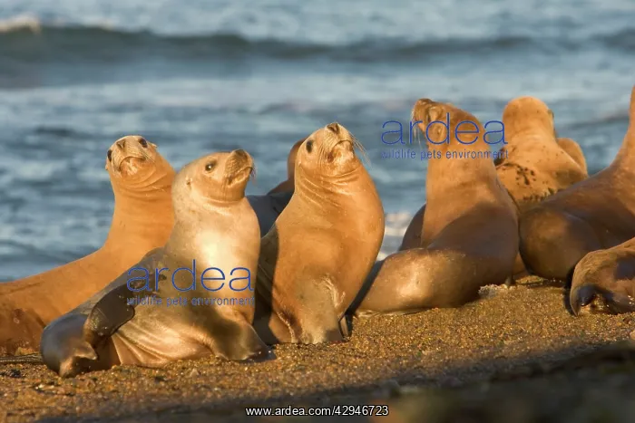 : South American / Southern / Patagonian Sealion : South American / Southern / Patagonian Sealion