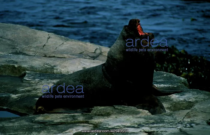 : South American / Southern / Patagonian Sealion : South American / Southern / Patagonian Sealion