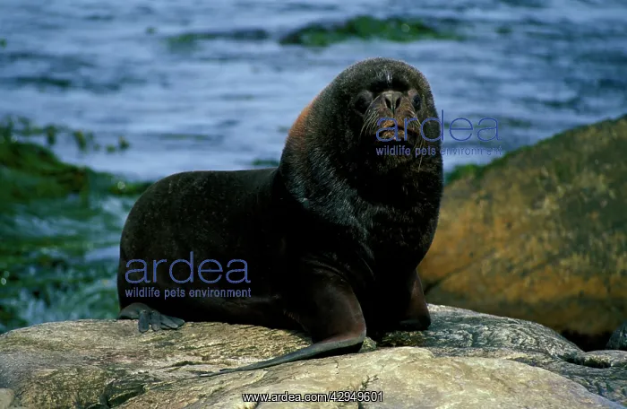 : South American / Southern / Patagonian Sealion : South American / Southern / Patagonian Sealion