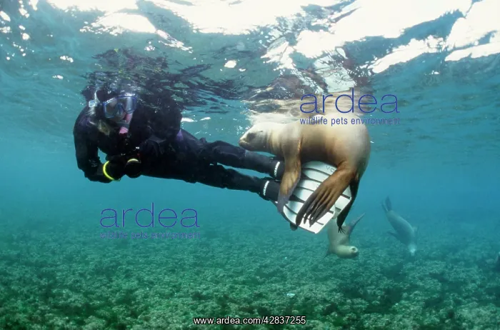 : South American / Southern / Patagonian Sealion - with diver : South American / Southern / Patagonian Sealion - with diver