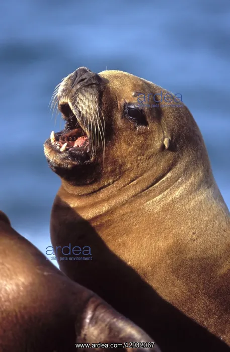 : South American / Southern / Patagonian Sealion - Female : South American / Southern / Patagonian Sealion - Female