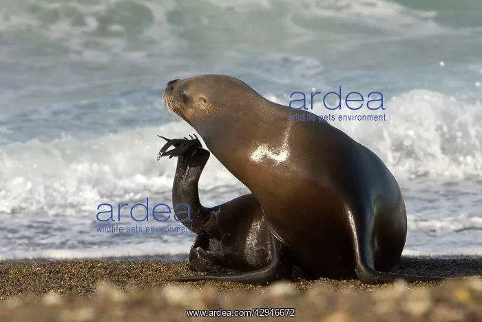 : South American / Southern / Patagonian Sealion - female : South American / Southern / Patagonian Sealion - female
