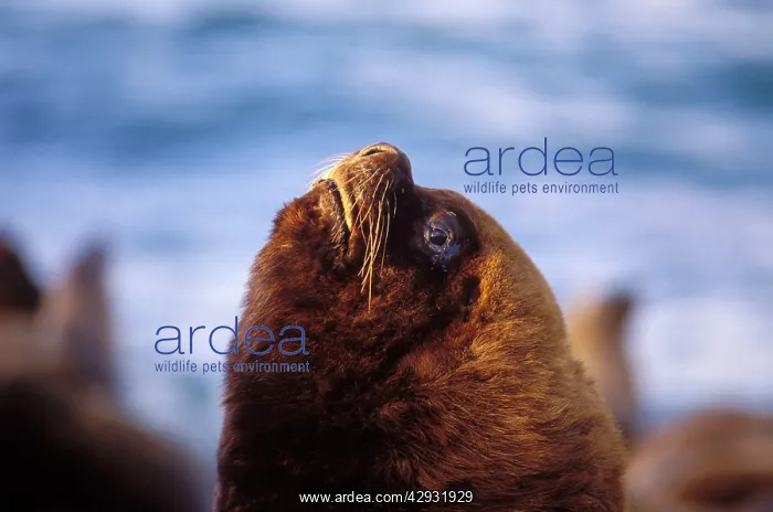 : South American / Southern / Patagonian Sealion - male : South American / Southern / Patagonian Sealion - male