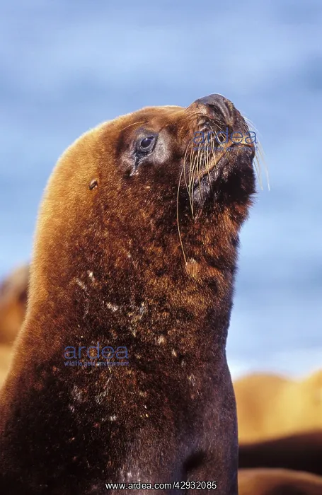 : South American / Southern / Patagonian Sealion - Male : South American / Southern / Patagonian Sealion - Male