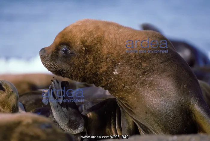 : South American / Southern / Patagonian Sealion - Young male : South American / Southern / Patagonian Sealion - Young male