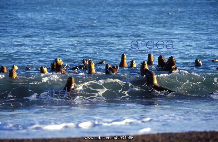 : South American / Southern / Patagonian Sealions : South American / Southern / Patagonian Sealions