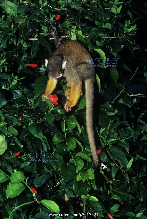 : South American Squirrel Monkey : South American Squirrel Monkey