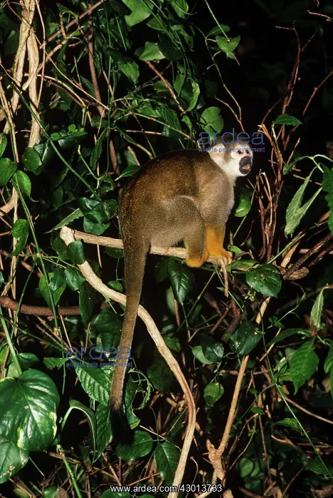 : South American Squirrel Monkey : South American Squirrel Monkey