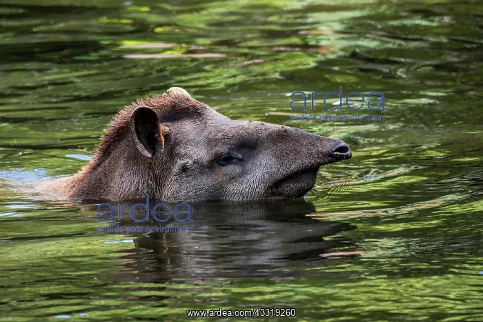 : South American tapir (Tapirus terrestris), Brazilian : South American tapir (Tapirus terrestris), Brazilian