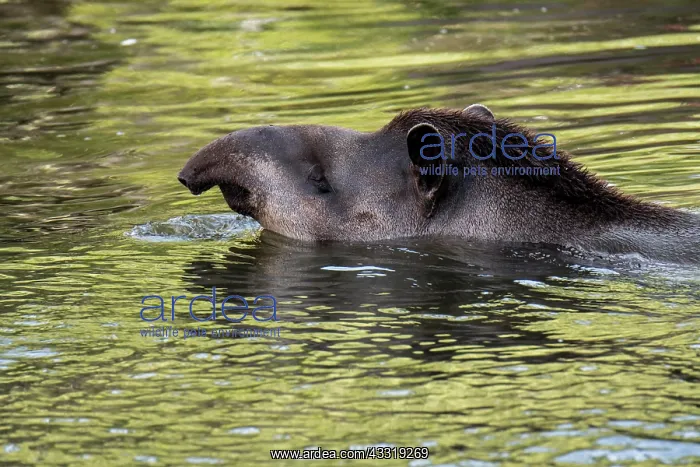 : South American tapir (Tapirus terrestris), Brazilian : South American tapir (Tapirus terrestris), Brazilian