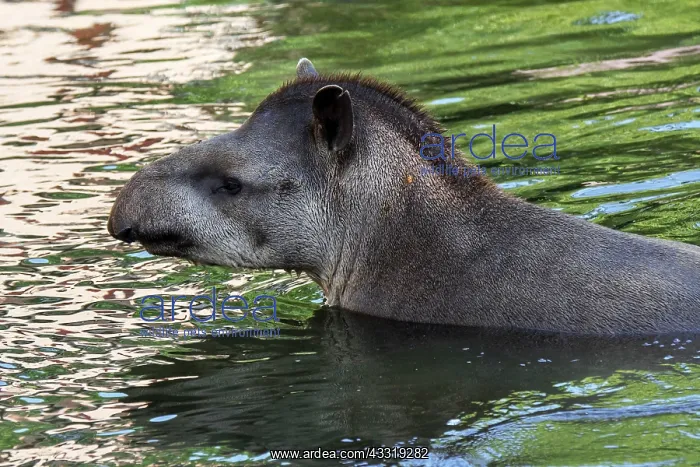 : South American tapir (Tapirus terrestris), Brazilian : South American tapir (Tapirus terrestris), Brazilian