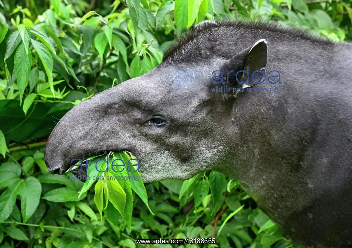 : South American tapir (Tapirus terrestris), female : South American tapir (Tapirus terrestris), female