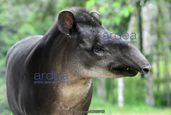 : South American tapir (Tapirus terrestris), female : South American tapir (Tapirus terrestris), female